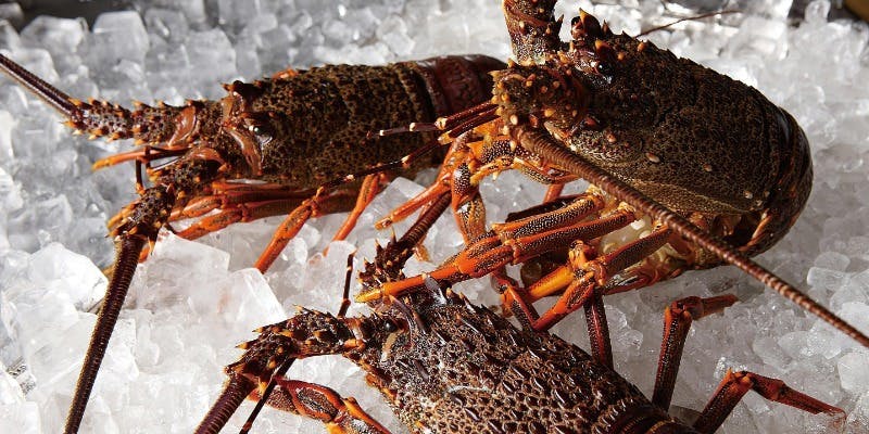 【瑠璃‐Ruri‐】活伊勢海老やステーキなど全8品コース＋極上 黒毛和牛フィレ（100g）