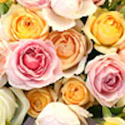 o_rose