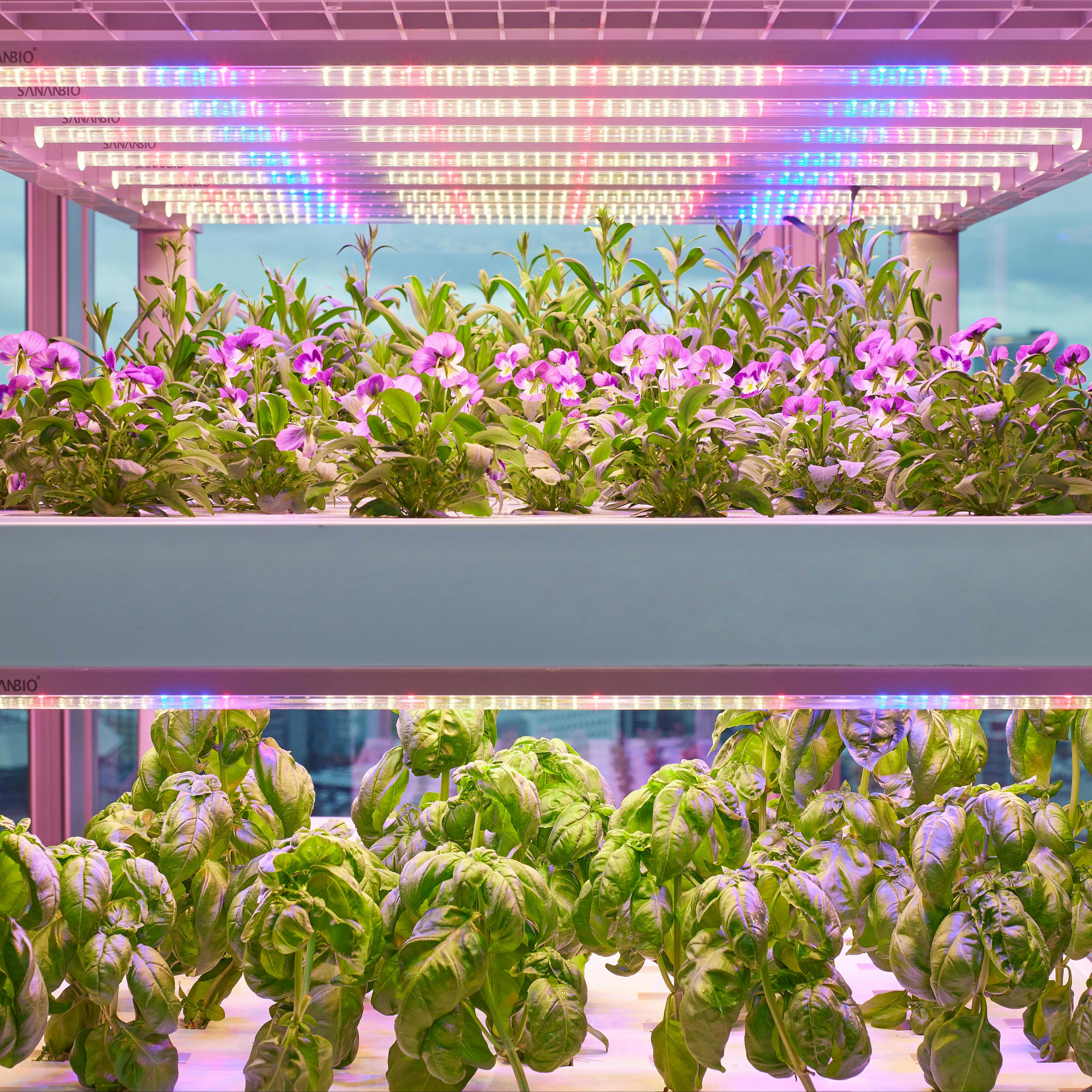 バイキングイメージ