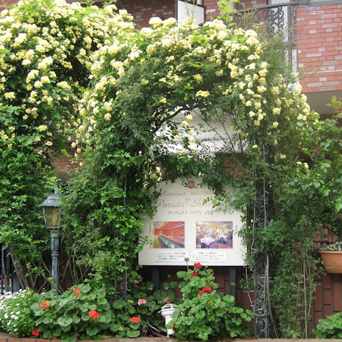 マーヴェラス パラディ白金