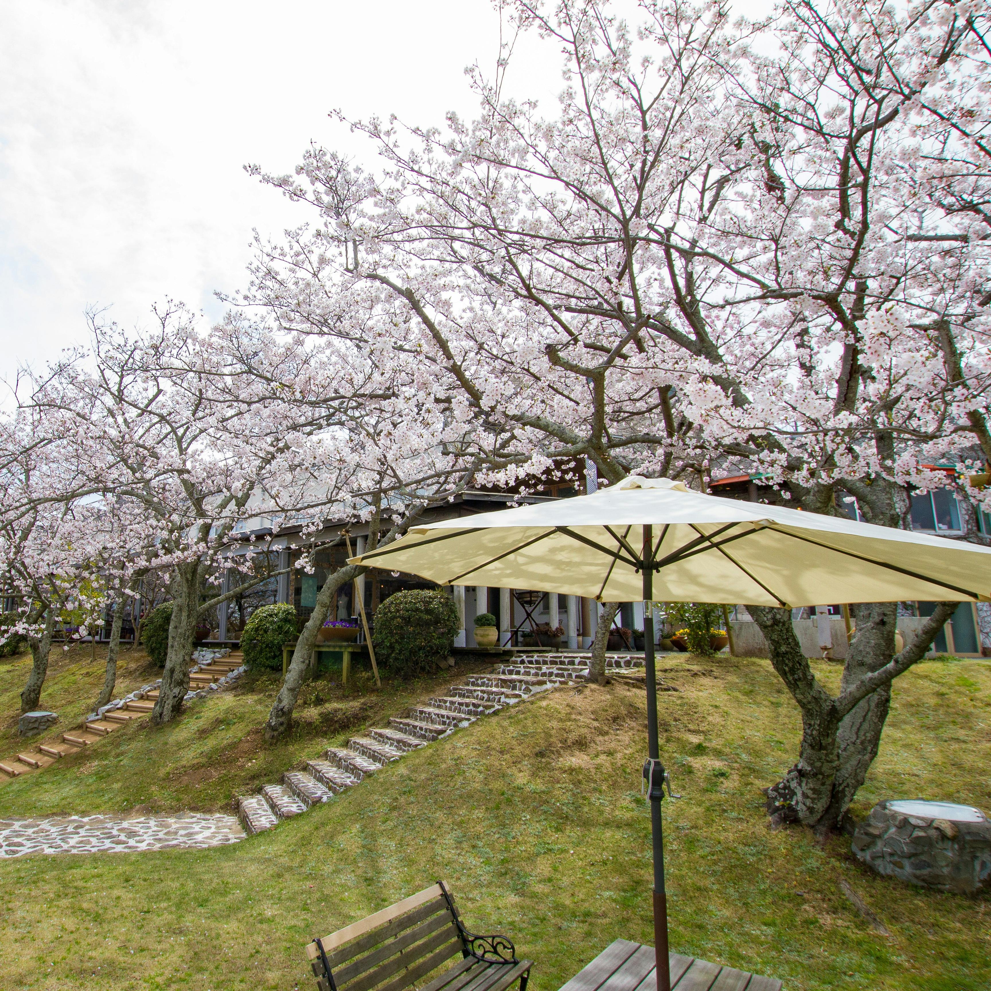 天然鳴門鯛の岩塩包み焼き