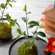苔玉作り
