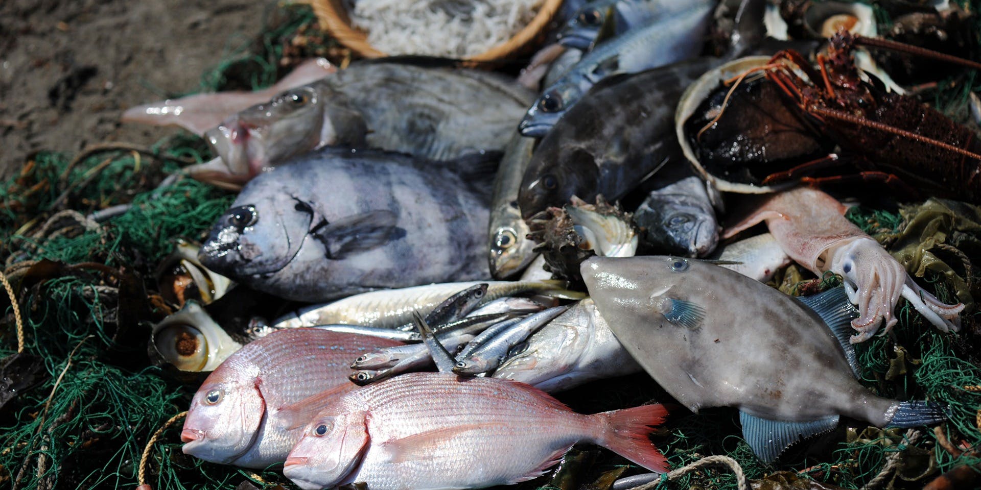 ペルゴーラ（Pergola）