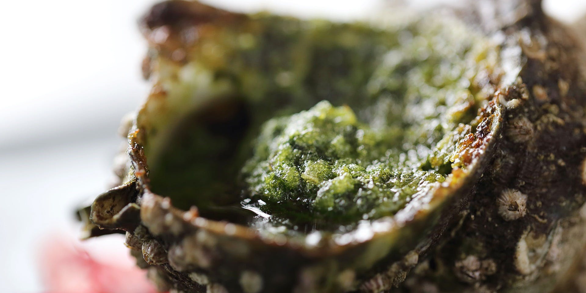 ペルゴーラ（Pergola）