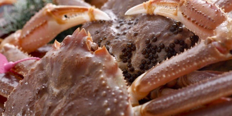 【期間限定　ズワイ蟹と厳選 松阪牛ロース 特別コース】