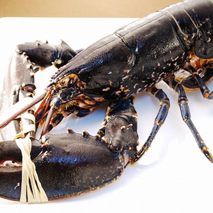 Tapis Rouge オマールブルーコース 最高級ブルターニュ産オマールブルーを一尾使用 特別コース全7品 ワンドリンク ディナー プラン メニュー 一休 Comレストラン Tapis Rouge オマールブルーコース 最高級ブルターニュ産オマールブルーを一尾使用 特別コース全7品 ワンドリンク ディナー プラン メニュー 一休 Comレストラン