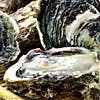 シェフ厳選 産地直送 活岩牡蠣 活殻付生牡蠣の冷たいオードヴル