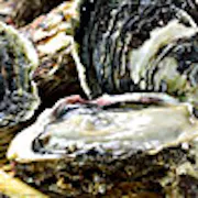 岩牡蠣1