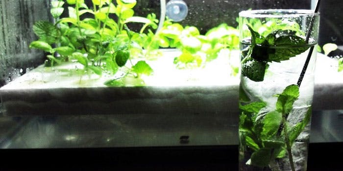 ピアノダイニング ガーデニア