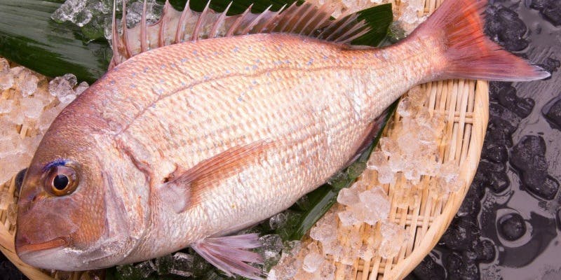 【お食い初めプラン】個室確約 お子様の初誕生を祝う特別ランチコース＋乾杯酒付