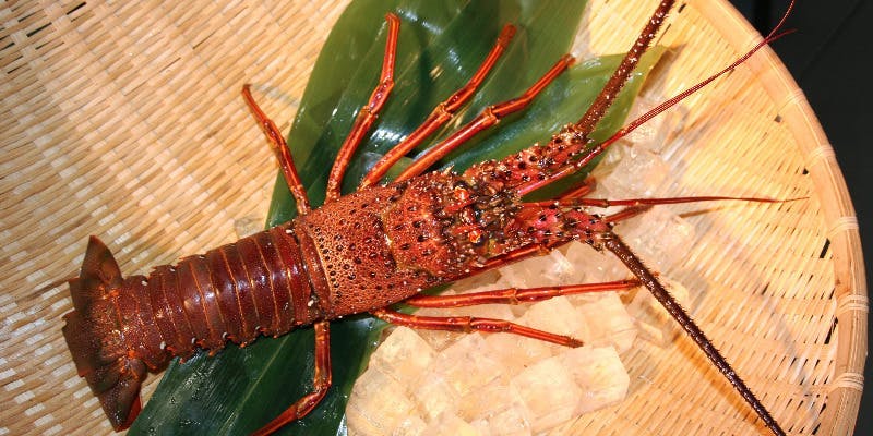 【お客様感謝半額サービス】フカヒレ姿、アワビ、伊勢海老など至高の10品（土日祝限定）