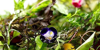 サンタ・マリア・ノヴェッラ・ティサネリーア 京都店（Santa Maria Novella Tisaneria）