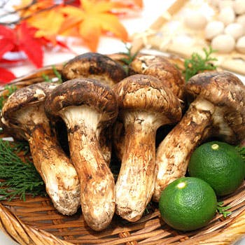 ���{���� �u���^�x�X�g�E�F�X�^���z�e�����É�