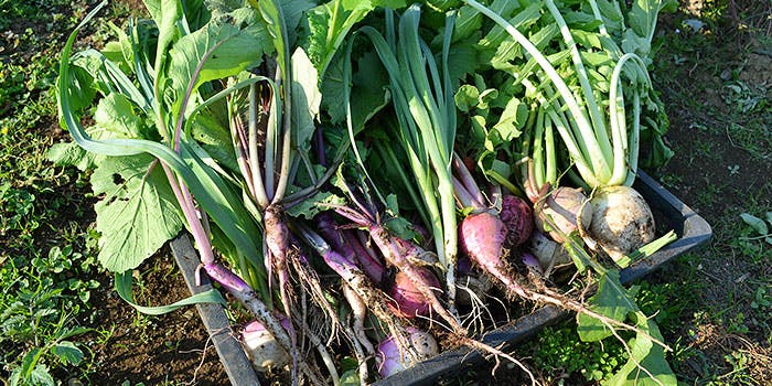 レストラン リッシュ（Restaurant Riche）