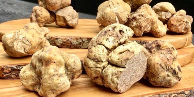 一休【ALL Fresh White Truffle Course】最上白トリュフをご堪能（個室確約・O）