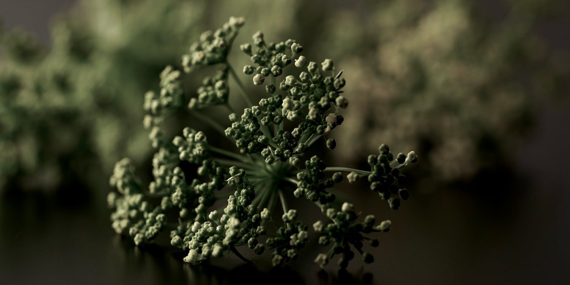 DA FIORE （ダ・フィオーレ）