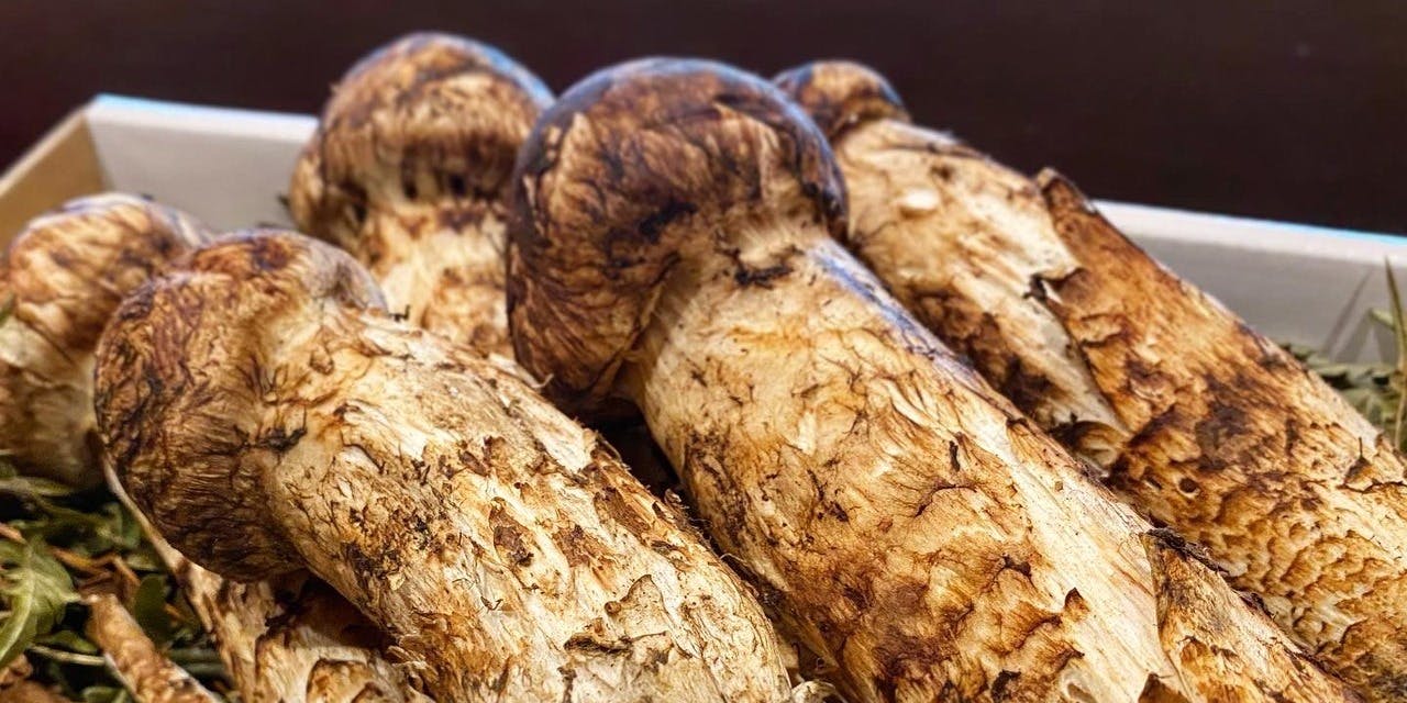 吉星（きちせい）