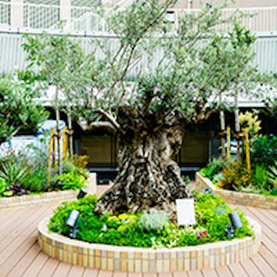 ~Bliss in the Nature~ 神戸国際会館の最上階 “屋上庭園”