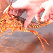 伊勢海老_(1)