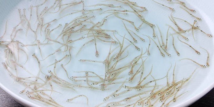 日本料理 とり市（とりいち）