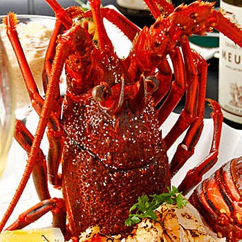 �X�e�[�L�_�C�j���O�X�R �V�h�X