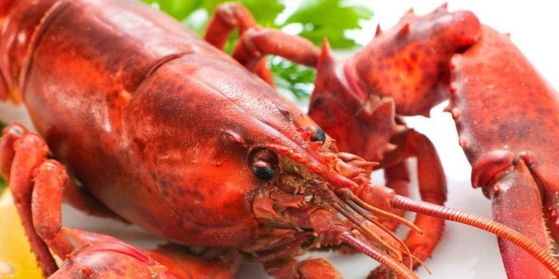 【活オマール＆ロッシーニコース】活オマール海老×フォアグラとAランク黒毛和牛ヒレ肉のロッシーニ全8品