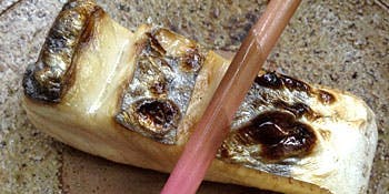 木挽町 大野 - 画像9