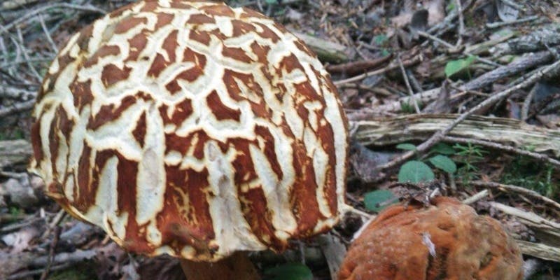 エリゼ光 - 画像39