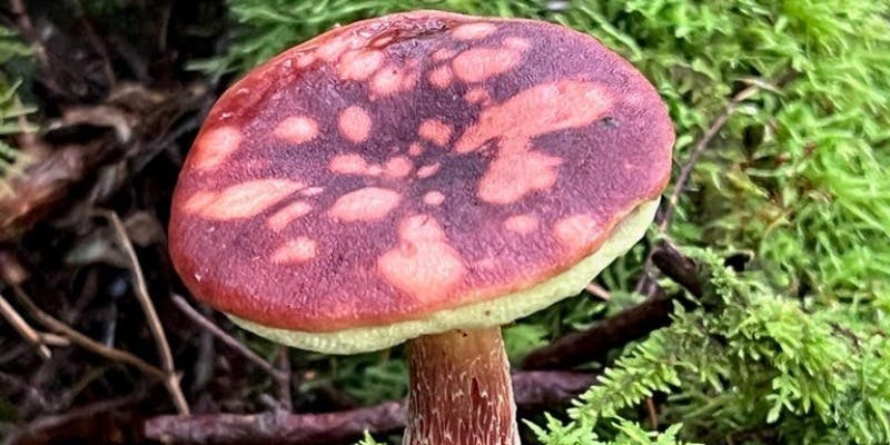 エリゼ光 - 画像38