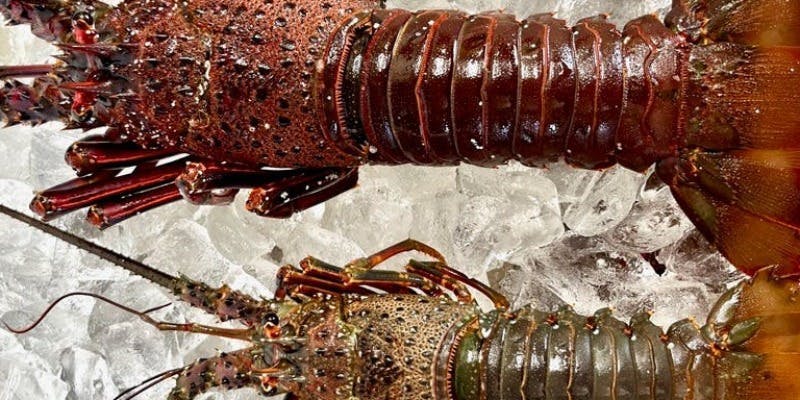 エリゼ光 - 画像29