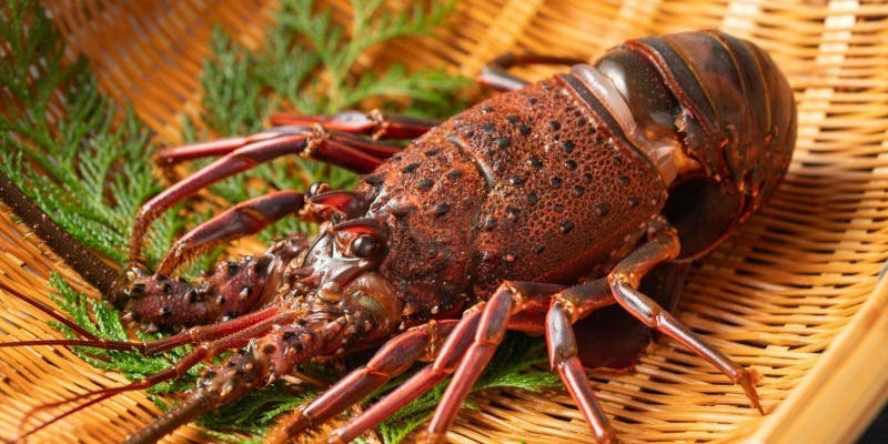 【極上】伊勢海老や大トロ、A5黒毛和牛フィレステーキ等18品＋乾杯シャンパン付き（個室可）