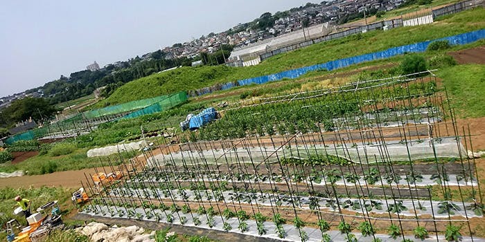 オステリア ジョイア - 画像8