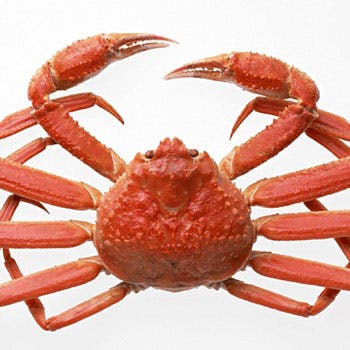 中村橋駅周辺ディナー 30件 おしゃれ人気店 絶品ディナーグルメ 21年 一休 Comレストラン