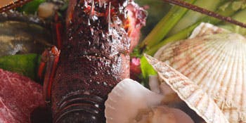 花蝶 銀座本店 - 画像27