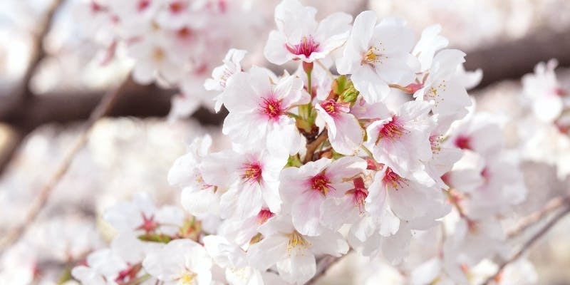 播磨坂”桜”ステーキランチ