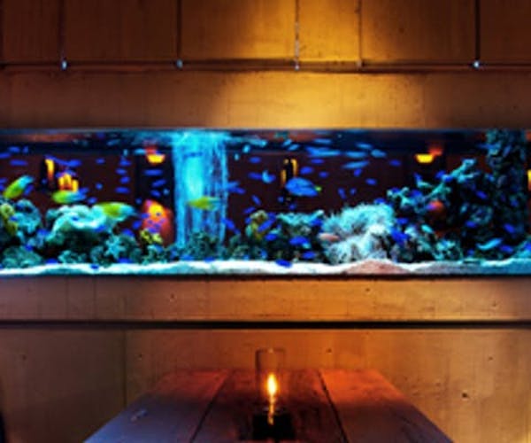 ディナー 女子会 アクアリウムダイニング 新宿ライム Okaimonoモール レストラン ディナー 女子会 アクアリウムダイニング 新宿ライム Okaimonoモール レストラン