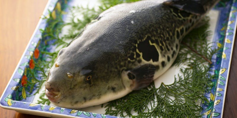 ふぐ満喫コース（11月～3月）冬の味覚「ふぐ」を贅沢に味わい尽くす特別会席