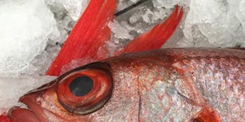 向日葵（ヒマワリ）