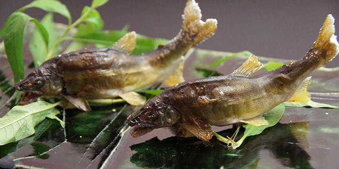 割烹 渡邊 - 画像6