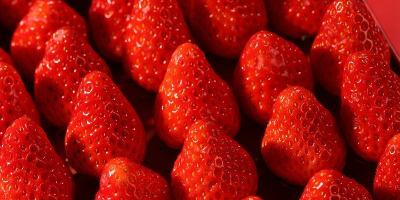 �K�[�f�j�A�^�z�e���}�C�X�e�C�Y�v���~�A���c