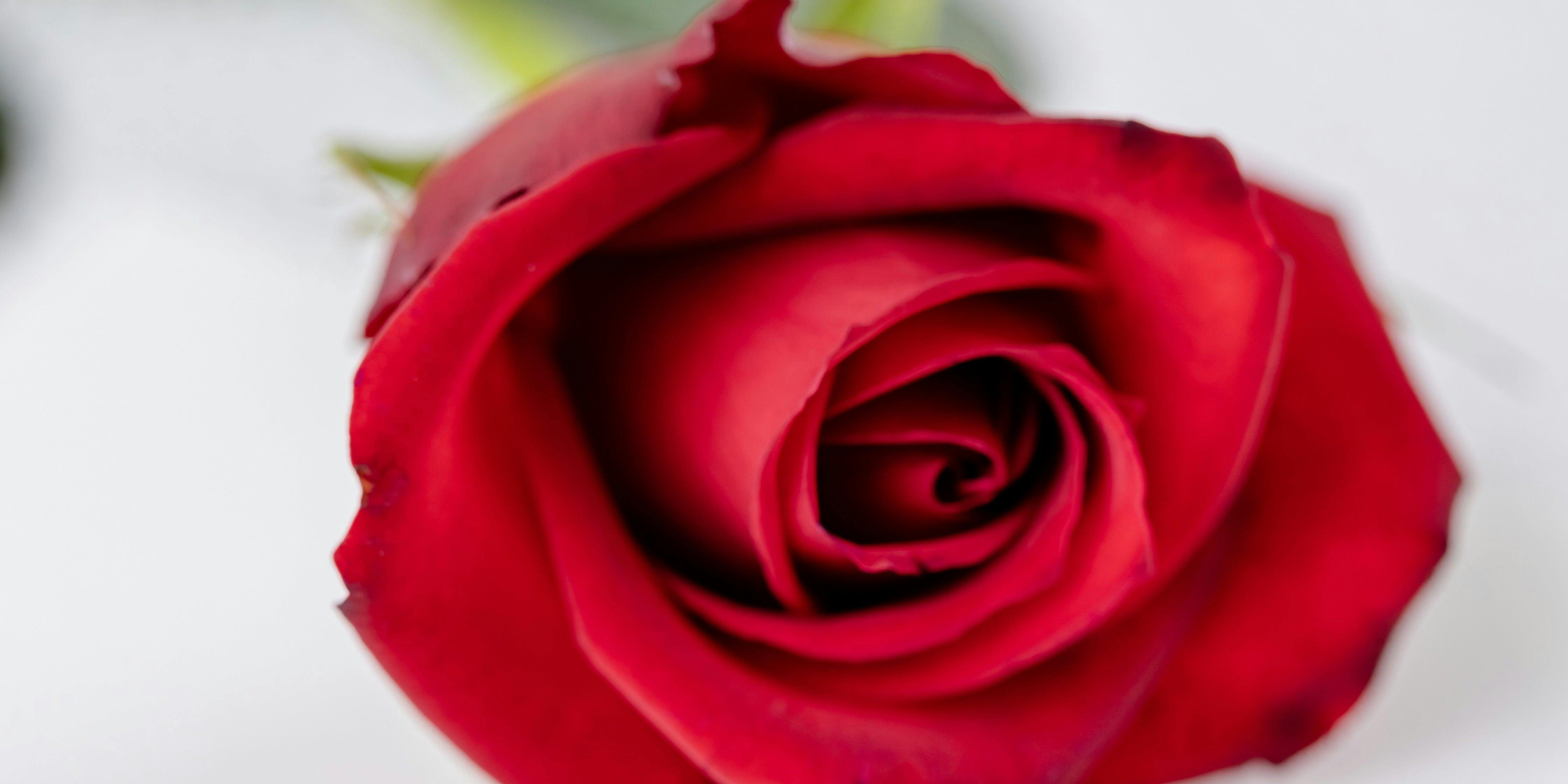 MIRAIE Dining／MIRAIE LEXT HOUSE NAGOYA - 画像17