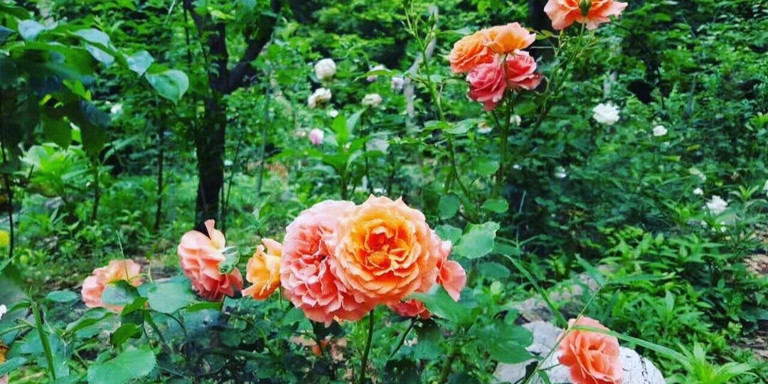 花と果樹の東山ガーデン（ハナトカジュウノヒガシヤマガーデン）