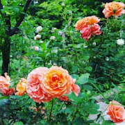 IMG_0229.jpeg