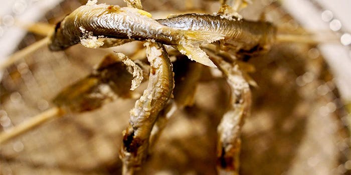 味野里香 - 画像5