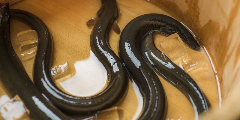 季節料理と＜鰻の逸品＞贅沢コース＋お料理のみ