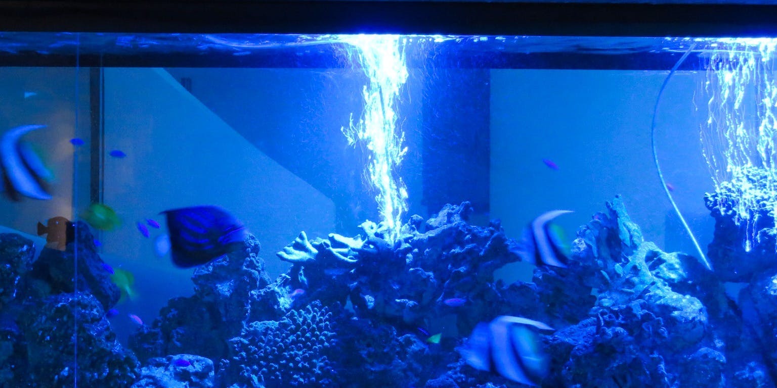 リュウヅキ アクアリウム ダイニング Ryuduki Aquarium Dining 錦糸町 アクアリウムダイニング 一休 Comレストラン