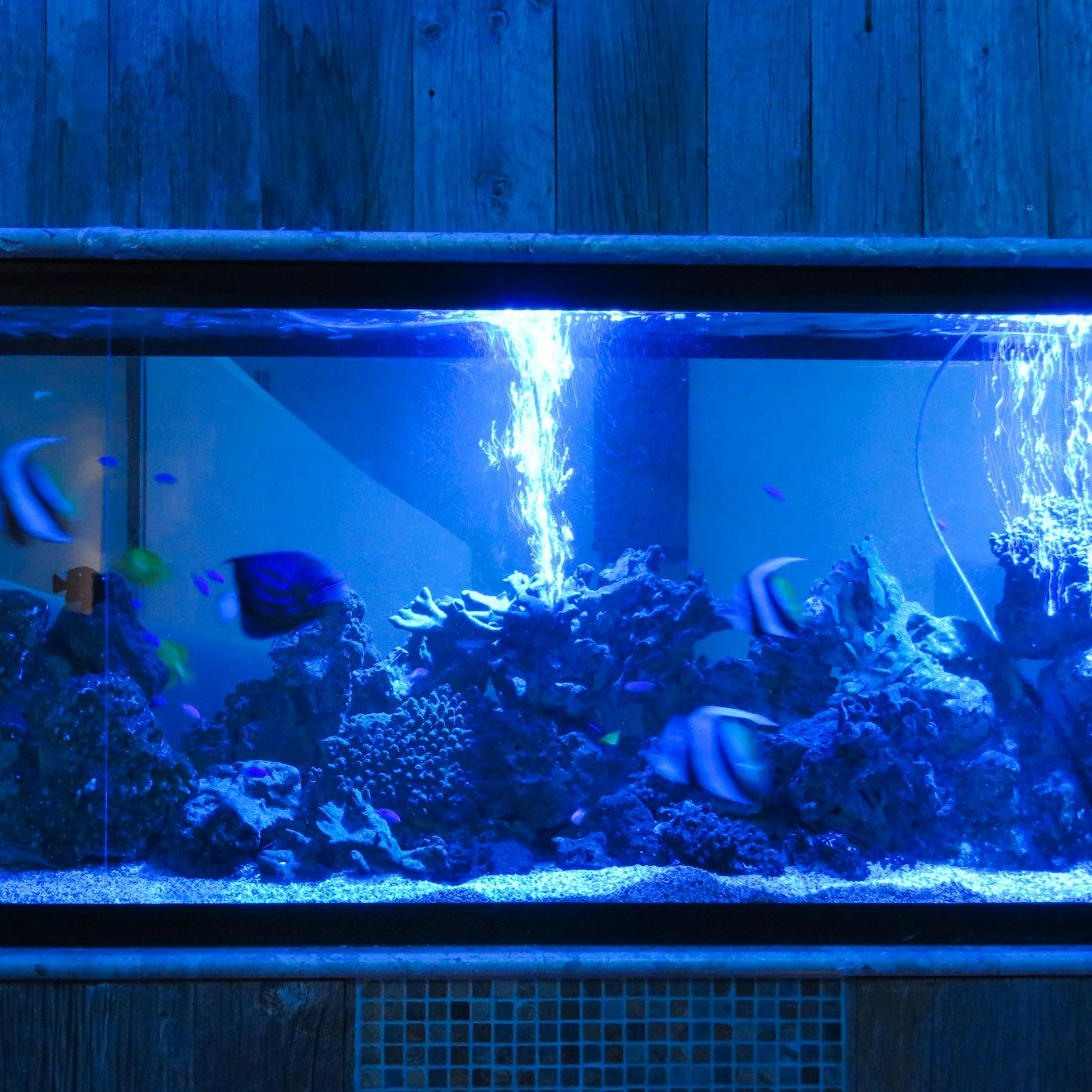 リュウヅキ アクアリウム ダイニング Ryuduki Aquarium Dininng 錦糸町 アクアリウムダイニング 一休 Comレストラン