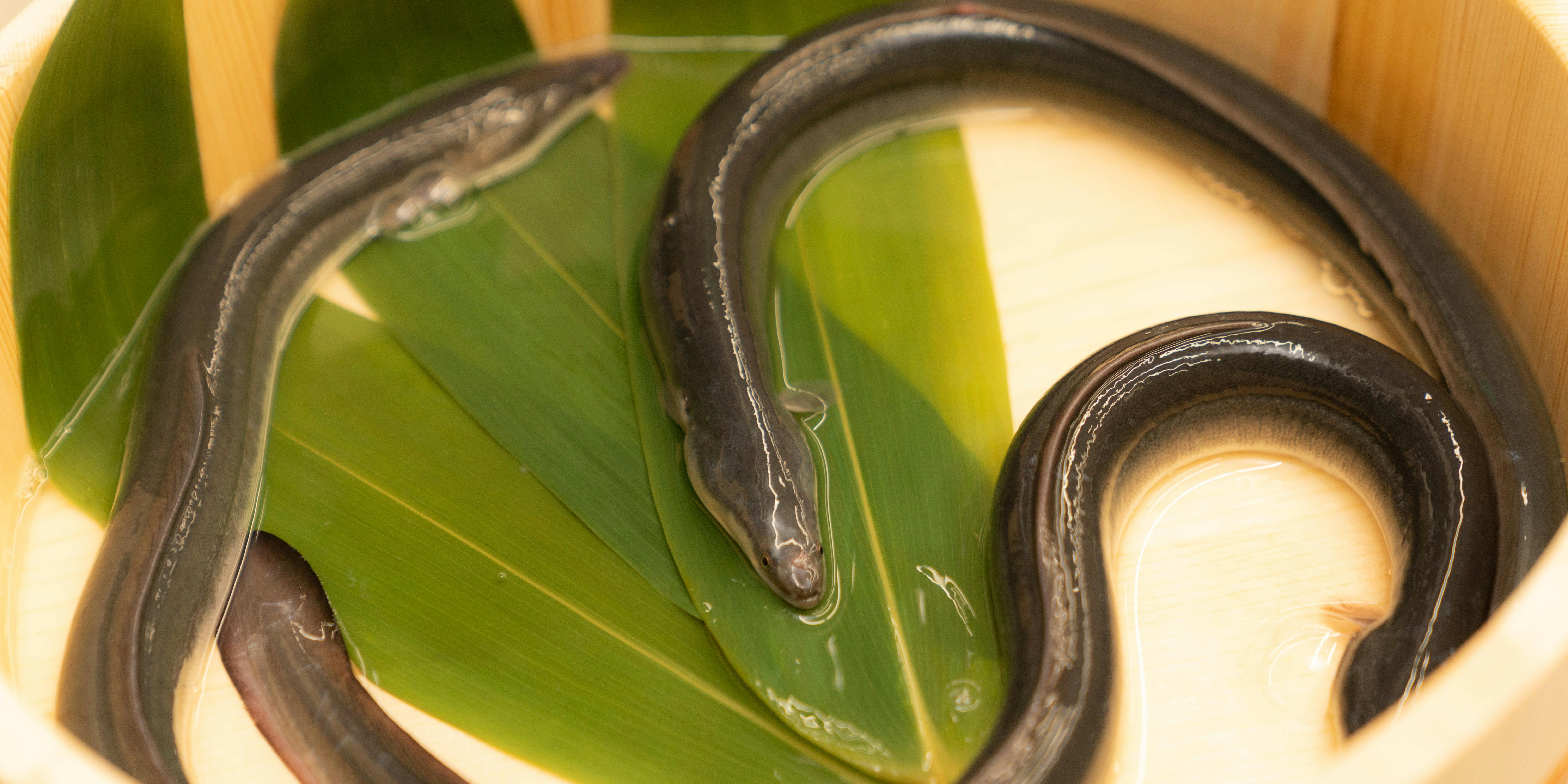 江戸徳（えどとく）