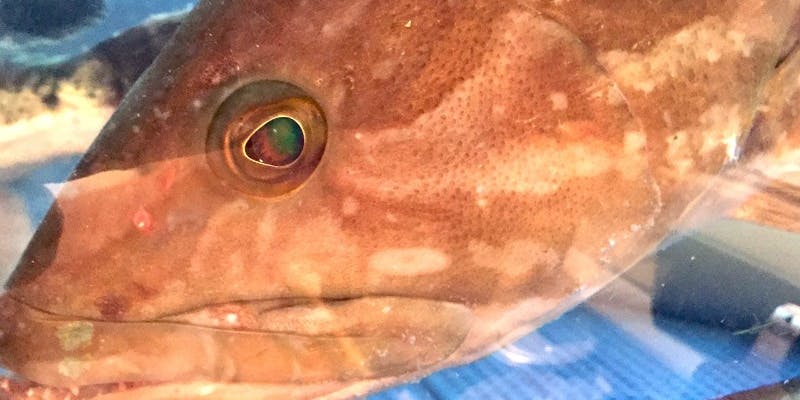  【幻の魚「クエ鍋」コース】～縁起が良い食材で特別な方へおもてなし～