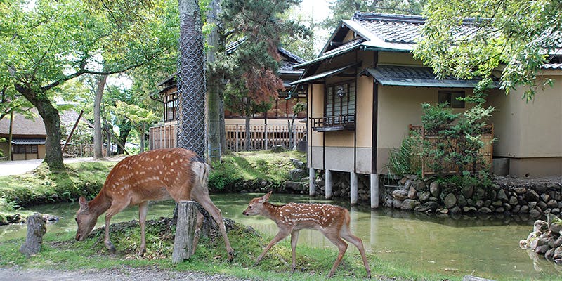 江戸三（えどさん）